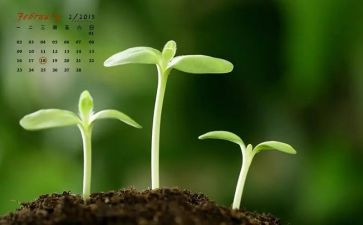 中班2月周工作计划5篇