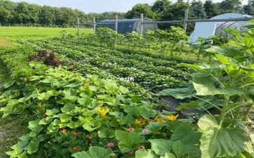 工作总结传菜部5篇