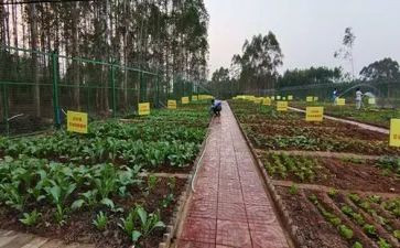 大班蔬菜的教案6篇