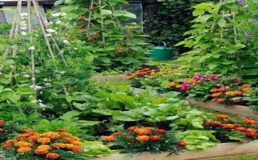 蔬菜调研报告6篇