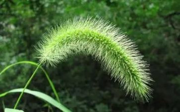 小班草教案反思优质6篇