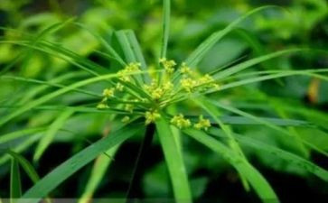 有关草的教案精选7篇