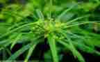 有关草的教案精选7篇