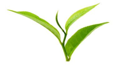 茶经读后感800字优质5篇