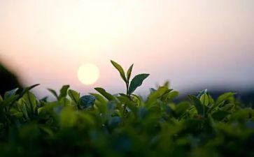 茶经读后感200字5篇