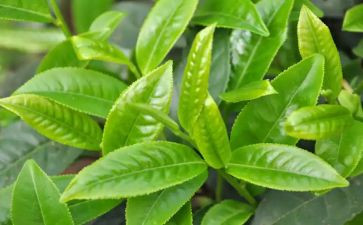 茶营销方案模板5篇