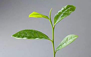 茶经读后感500字参考5篇
