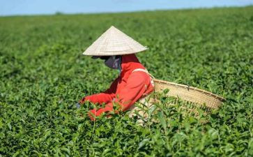 茶经读后感400字模板6篇