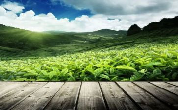 茶经读后感500字优秀6篇