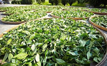 茶经读后感800字模板7篇