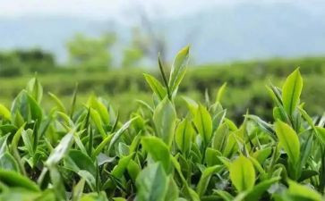 茶经读后感800字最新5篇