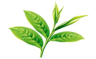 茶经读后感1000字通用5篇