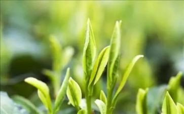 茶经读后感400字推荐8篇