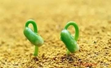 挫折与成长作文5篇