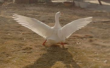 天鹅的窝读后感6篇