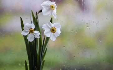 清风雨颂演讲稿6篇