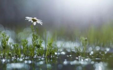 风雨后作文600字参考5篇