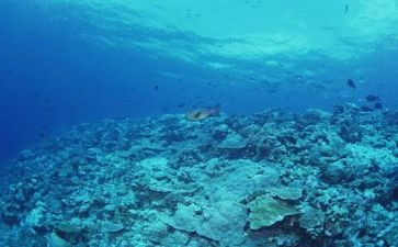 海底《海底两万里》读后感500字7篇