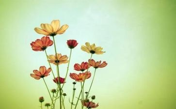 《朝花夕拾》读后感最新6篇