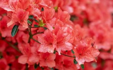 小班逛花园教案5篇