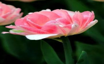名著《朝花夕拾》读后感5篇