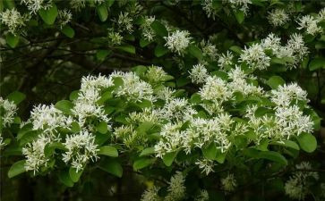 朝花夕拾的读后感范文模板5篇