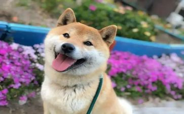 有关开心作文7篇