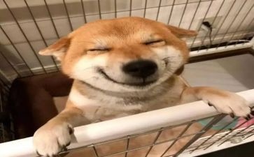 小班音乐教案小动物和狼教案8篇