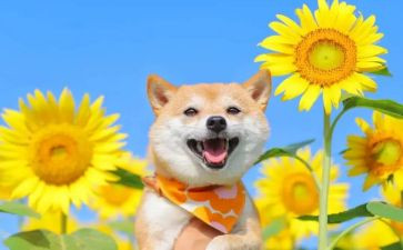 幼儿园音乐课教案模板8篇