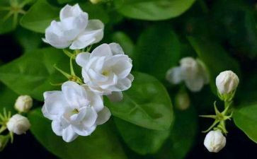 大班音乐《茉莉花》教案6篇