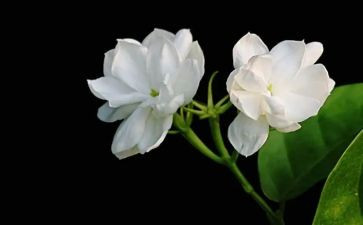 《茉莉花》教案8篇