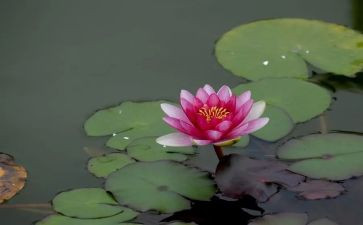 《莲花》作文模板8篇