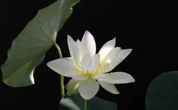 《莲花》作文8篇