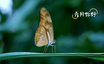 幼儿园工作总结六月份7篇