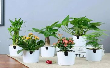 年度绿化工作计划8篇