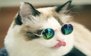 读熊猫的作文参考6篇