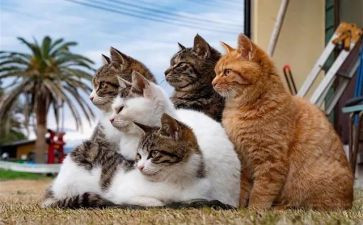 猫的旅行作文400字7篇