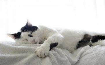狗猫和老鼠的故事作文8篇