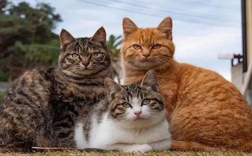 猫市场调研报告通用8篇