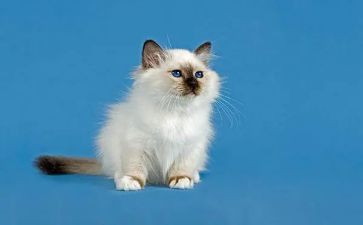 小猫幼儿教案8篇
