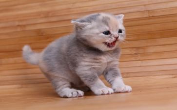 关于猫的教案反思5篇