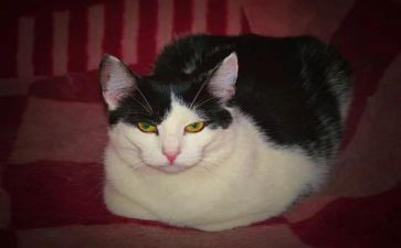 猫·鼠狗读后感5篇
