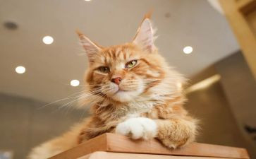 猫的演讲稿300到400字优秀6篇
