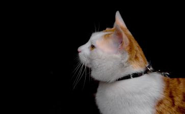 猫的演讲稿300字推荐5篇