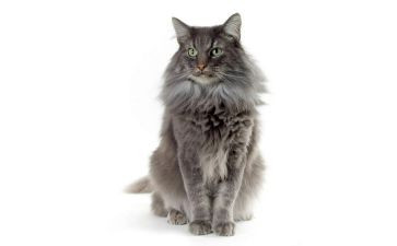 一只猫教案7篇