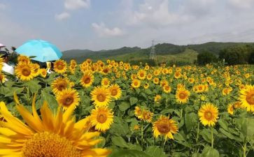 小班《美术》教案参考6篇