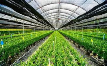 农业局的工作计划模板5篇