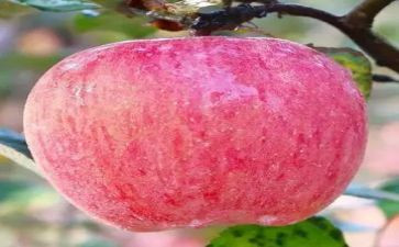 大班大苹果教案5篇