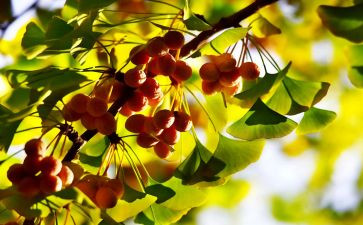 幼儿园《中秋节》教案5篇