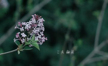 幼儿园小班三月工作总结5篇